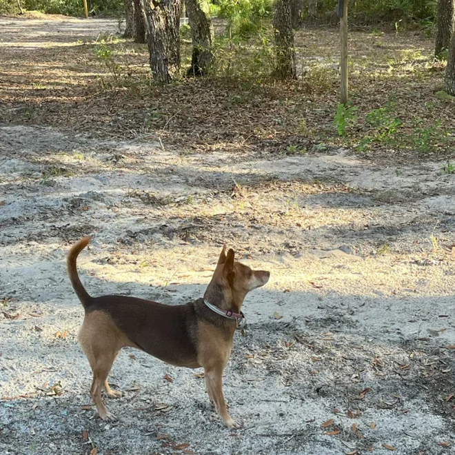 Pets are welomed off-leash